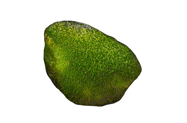 green rock  isolated on white background