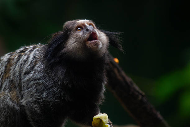 a marmoset looking up in awe