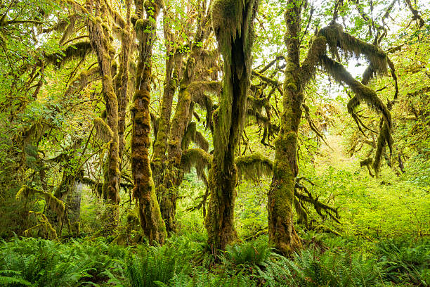 Scenery of Hoh Rain Forest, Olympic National Park, USA