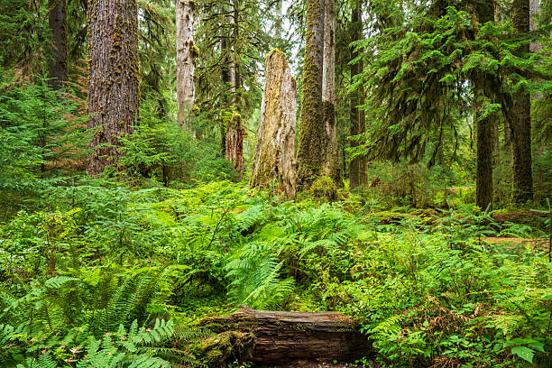 Scenery of Hoh Rain Forest, Olympic National Park, USA