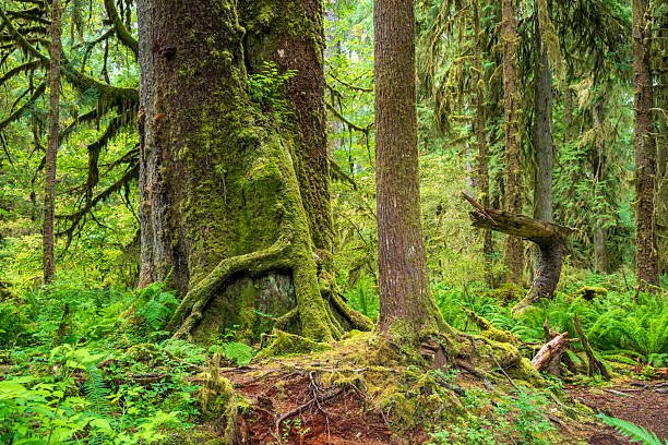 Scenery of Hoh Rain Forest, Olympic National Park, USA