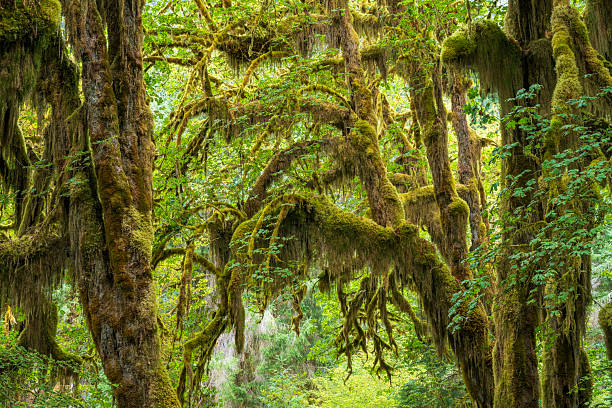 Scenery of Hoh Rain Forest, Olympic National Park, USA