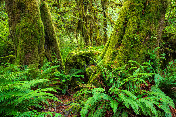 A scenic, sun-dappled trail winds through the legendary Hall of Mosses, showcasing trees draped in thick, vibrant moss within Olympic National Park's rainforest.