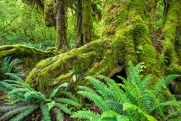 Scenery of Hoh Rain Forest, Olympic National Park, USA