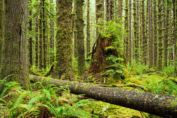 Scenery of Hoh Rain Forest, Olympic National Park, USA