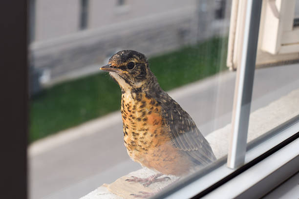 Young American robin fledgling perched on an exterior window ledge and looking into a residential house window. Natural urban wildlife moment showing juvenile bird curiosity in a suburban setting, photographed in daylight