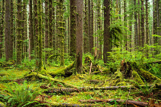 Scenery of Hoh Rain Forest, Olympic National Park, USA