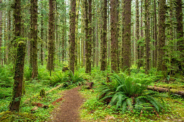 Scenery of Hoh Rain Forest, Olympic National Park, USA