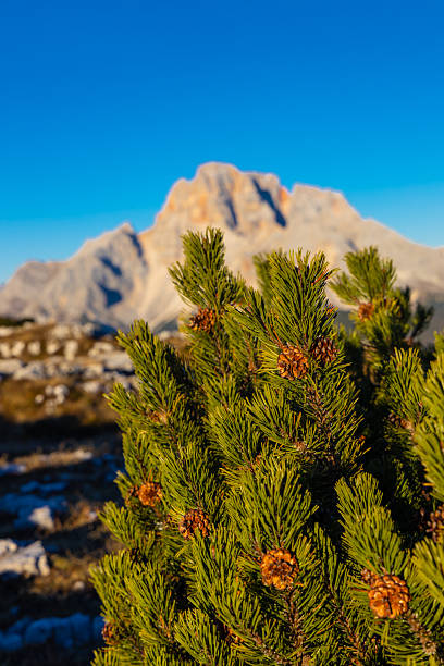 Dolomites mountain view in northern Italy with sharp limestone peaks, alpine ridges, and open valleys. High altitude landscape showing unique geology, European Alps environment, outdoor recreation area, hiking and climbing destination, and panoramic natural scenery background