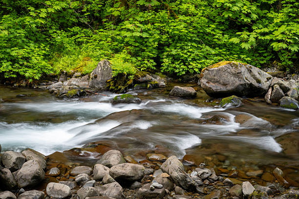 Upstream of Sol Duc Falls, Olympic National Park, USA