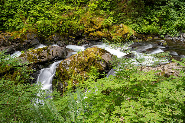 Upstream of Sol Duc Falls, Olympic National Park, USA