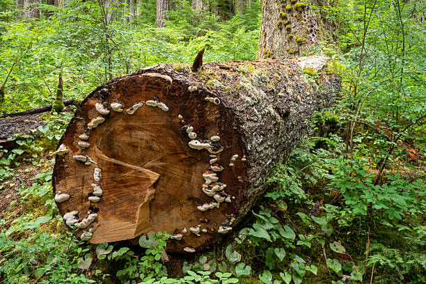 Mushrooms on fallen tree trunk, Olympic National Park, USA