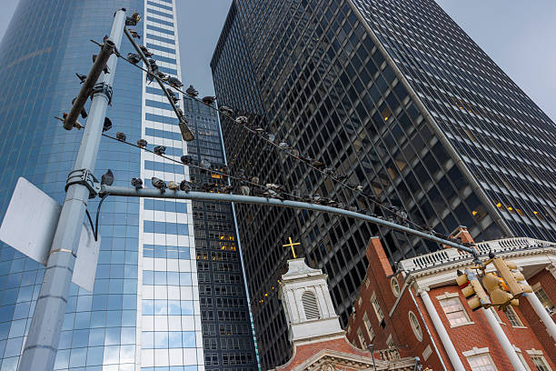 A flock of pigeons rests on a traffic light and its wires in Lower Manhattan, New York City. A low angle view captures the contrast between the historic red brick Shrine of St. Elizabeth Ann Seton and the modern glass and steel skyscrapers behind it. The sky is overcast on a summer afternoon.