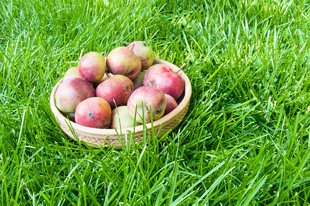 Home-grown apples in a clay dish against a bright garden lawn. Concept of Real Food, eco-farming and healthy harvest. Live natural photo with space for your text and sunlight.
