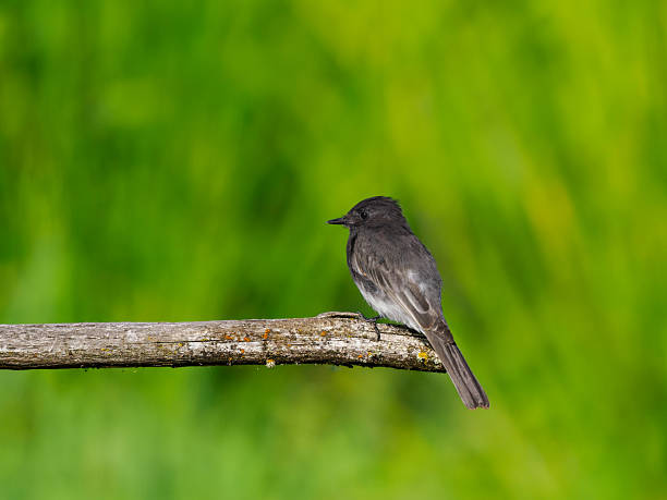 Black Phoebe perched on a bare tree branch in the Willamette Valley of Oregon. Has a soft background of green grass.