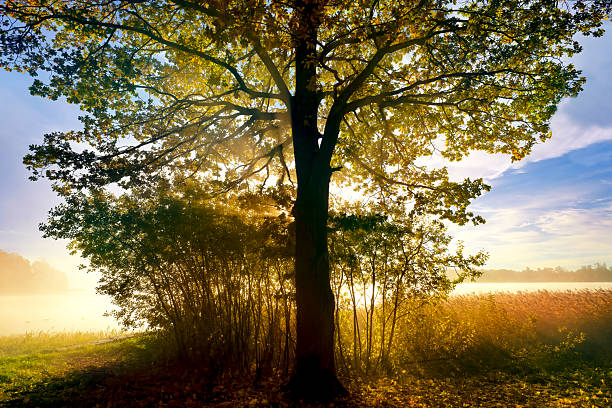sunrise behind a tree by a lake with morning fog in sweden natur near Stockholm - tyresö Drevviken