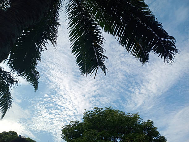 Palm fronds frame a bright blue sky with scattered cloud patterns above a leafy tree canopy, tropical outdoor nature background with copy space.