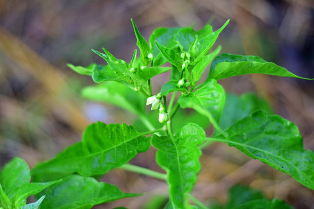 The chili pepper is growing on the stem.