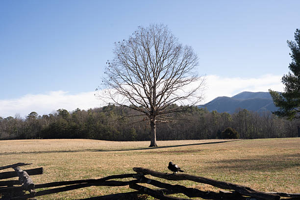 A horizontal landscape view featuring a single, leafless tree standing alone in the expansive fields of Cades Cove under a clear blue sky in the Great Smoky Mountains National Park.