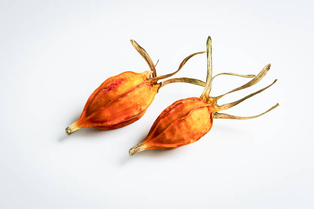 Gardenia fruit, white background