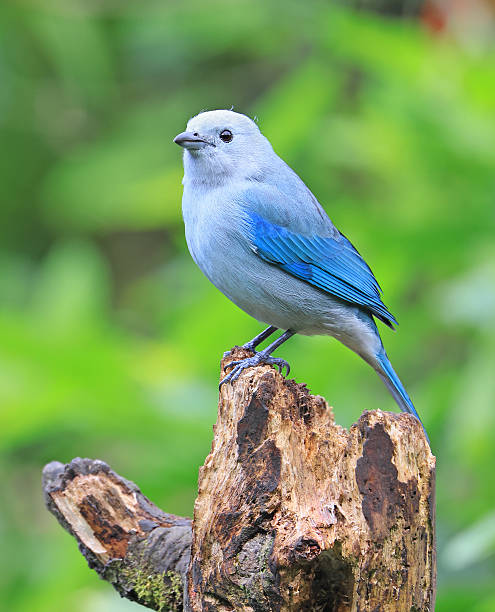 Blue-Gray Tanager perched on a branch tree with green background in Monteverde forest, Costa Rica