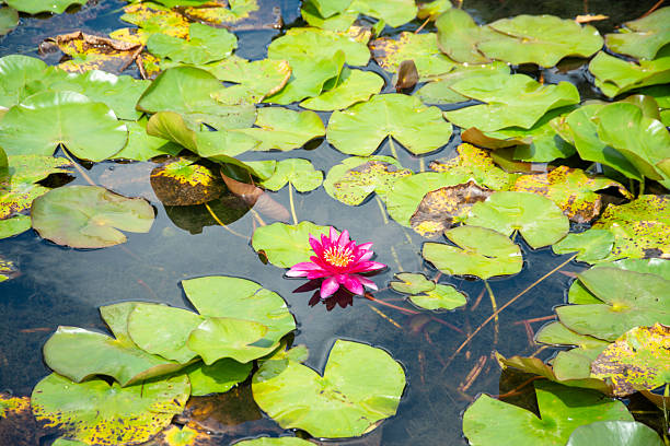 Red Water Lily on Pond in summer