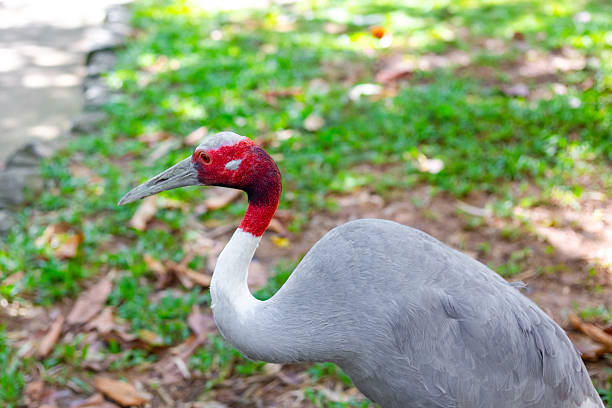 Sarus Crane (Grus antigone) pair in  flight. The tallest crane species in the world.