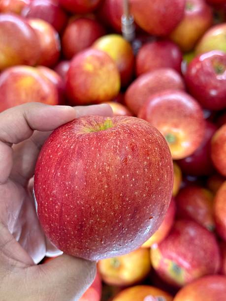 Adult hand holding an large ripe and red apple