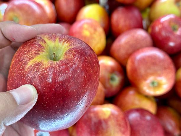 Adult hand holding an large ripe and red apple