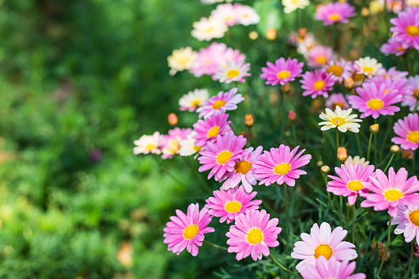 Pink spring daisy flowers in sunny day.