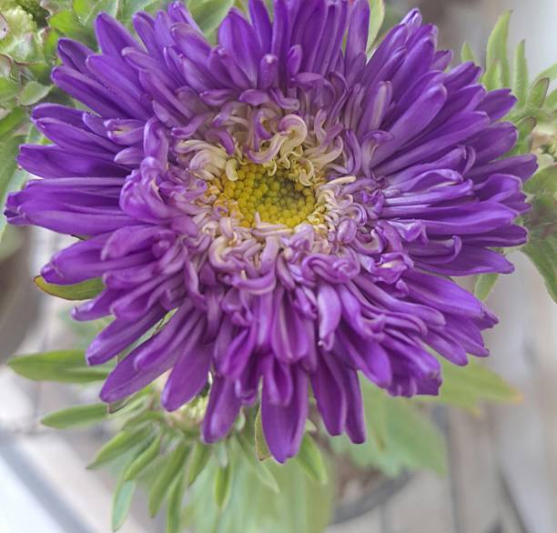 Purple Aster flower closeup