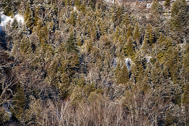 View of snow covered forest hillside during winter.