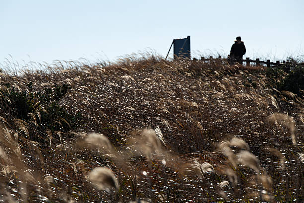 silver grasses on the hill of Udo in Jeju Island, South Korea