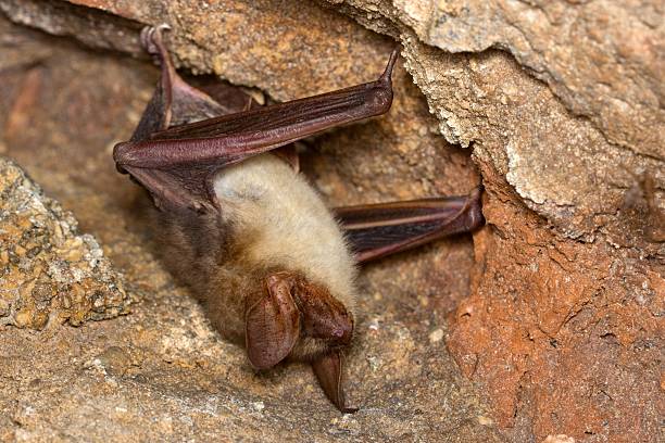 The lesser long-nosed bat (Leptonycteris yerbabuenae) is a medium-sized bat found in Central and North America. Cloud forest in Costa Rica.