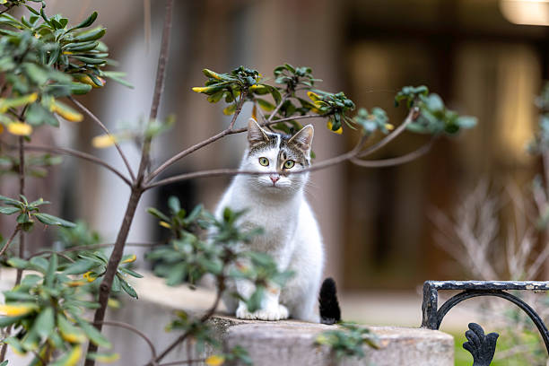 A white and tabby stray cat sitting calmly on a stone wall in Istanbul, Turkey. The image reflects the close relationship between street cats and the urban environment, highlighting everyday city life in Istanbul. Captured with a professional 85mm f/1.2 prime lens, using natural light and shallow depth of field to softly blur the background and draw attention to the cat’s posture and attentive gaze.