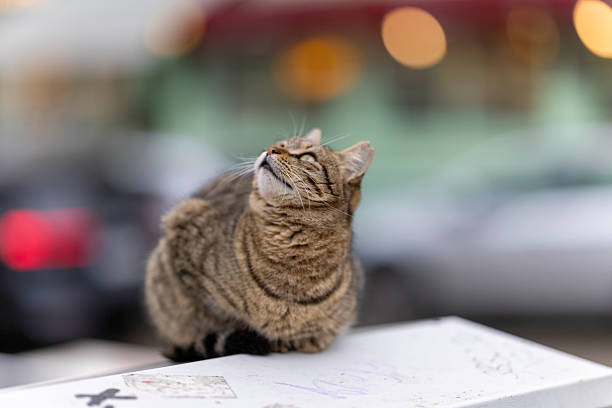 A stray cat looking upward while resting on a city surface in Istanbul, Turkey. The image captures a curious and alert moment, reflecting the attentive nature of street cats as they observe their surroundings within everyday urban life. Captured with a professional 85mm f/1.2 prime lens, using natural light and shallow depth of field to softly blur the background and emphasize the cat’s upward gaze and facial expression.