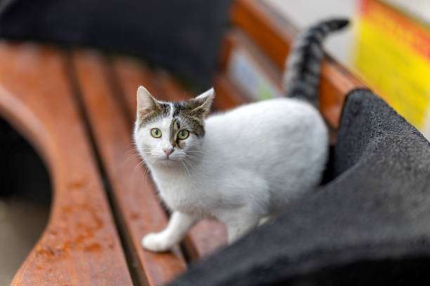 A white and tabby stray cat sitting calmly on a stone wall in Istanbul, Turkey. The image reflects the close relationship between street cats and the urban environment, highlighting everyday city life in Istanbul. Captured with a professional 85mm f/1.2 prime lens, using natural light and shallow depth of field to softly blur the background and draw attention to the cat’s posture and attentive gaze.