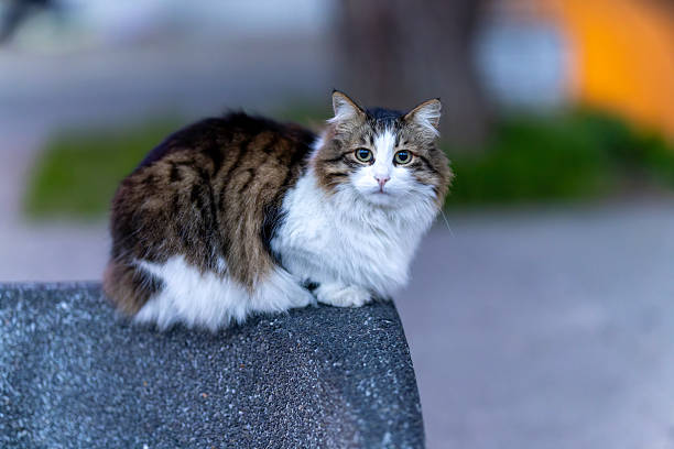 A long-haired stray cat resting calmly on a low wall in Istanbul, Turkey. The image reflects the quiet moments of urban life and the close coexistence between street cats and the city environment in Istanbul. Captured with a professional 85mm f/1.2 prime lens, using natural light and shallow depth of field to softly blur the background and emphasize the cat’s fur texture and attentive expression.