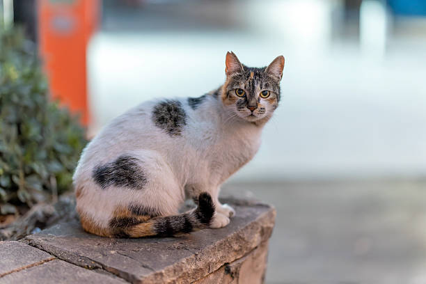 A white and tabby stray cat sitting calmly on a stone wall in Istanbul, Turkey. The image reflects the close relationship between street cats and the urban environment, highlighting everyday city life in Istanbul. Captured with a professional 85mm f/1.2 prime lens, using natural light and shallow depth of field to softly blur the background and draw attention to the cat’s posture and attentive gaze.