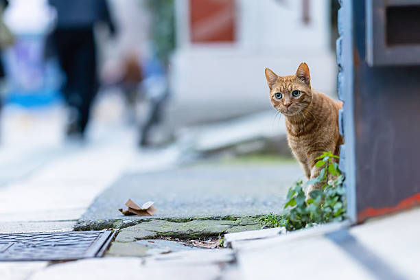 A ginger stray cat walking confidently along an urban street in Istanbul, Turkey. The image reflects everyday city life and the strong presence of street cats as a natural part of Istanbul’s urban culture. Captured with a professional 85mm f/1.2 prime lens, using natural light and shallow depth of field to create soft background blur and strong subject separation.
