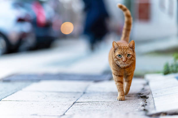 A ginger stray cat walking confidently along an urban street in Istanbul, Turkey. The image reflects everyday city life and the strong presence of street cats as a natural part of Istanbul’s urban culture. Captured with a professional 85mm f/1.2 prime lens, using natural light and shallow depth of field to create soft background blur and strong subject separation.