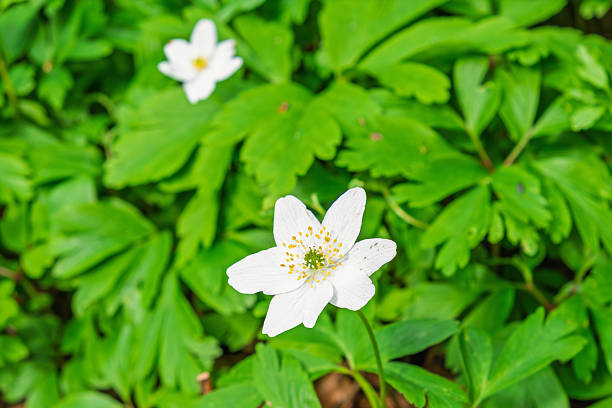 Close up at flowering Wood anemone in early spring