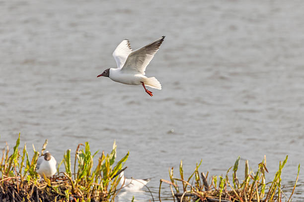 Black-headed gull flying by the shoreline with nesting gulls