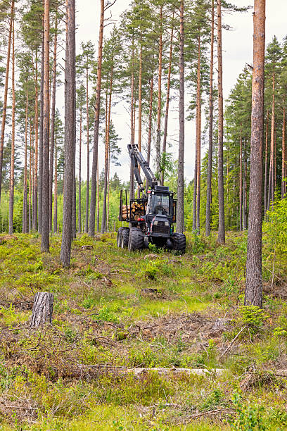 Forwarder with logs in a pine woodland