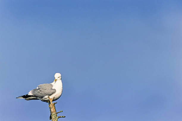 The black-headed gull has gained a foothold in most European cities and in many places is considered a problem. Yet most people also believe it would be impoverished if there were none at all.