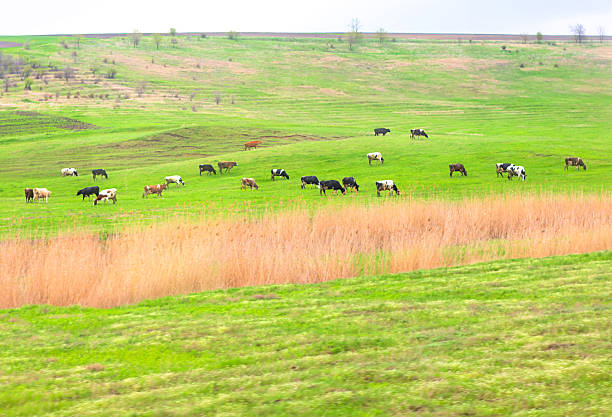 Herd of cows grazing on a rolling green field under an overcast sky, with dry grass patches in the foreground. Cattle vary in color and pattern, scattered across the pastoral landscape