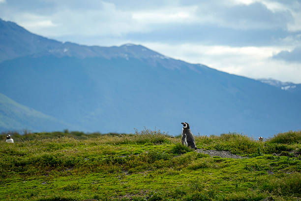 penguins colony isla martillo beagle channel patagonia.