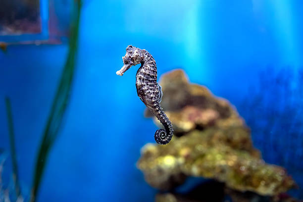 Seahorse resting on the branch