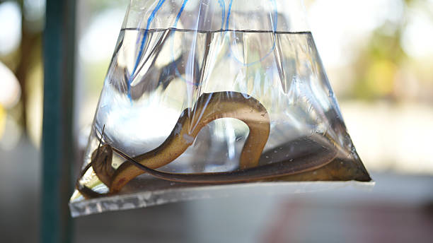 Transparent bag filled with water contains long, slender eel like creature, showcasing its smooth, shiny skin and natural coloration