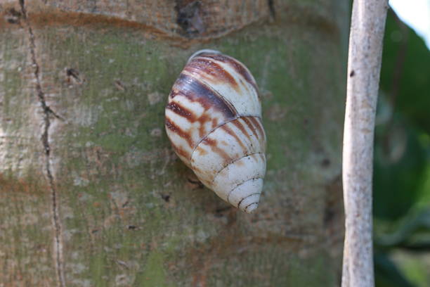 Close-up of a striped snail shell clinging to a tree trunk, captured outdoors with natural light, textured bark, and soft green background for wildlife and nature concepts.